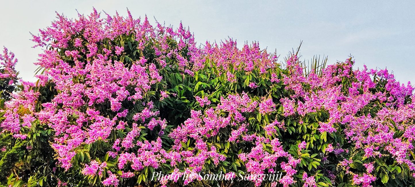 ต้นนี้สวย (ทุกปี) อินทนิล ดอกฟู สีสวยสด สะดุดตา  …
 พิกัด ข้างบ้านนายต๋อย ตรงข
